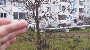 Формируем крону яблони. Часть 1: У яблони два ствола, ка