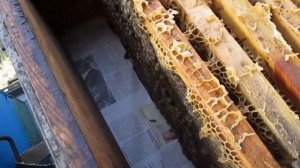 Пчелы остались без матки Как исправить безматочную се