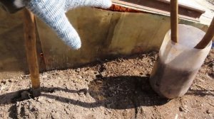 Выращиваем Инжир в Белгородской области. Японский мет