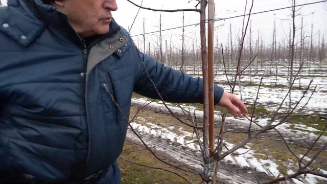 Мастер-класс. Обрезка яблони от А до Я. ФХ ВСК САД. смотреть онлайн
