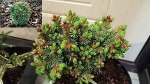 Хвойные саженцы из "Иглицы".