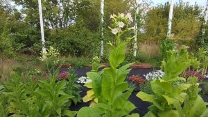 Поздняя рассада табака.  Результат.