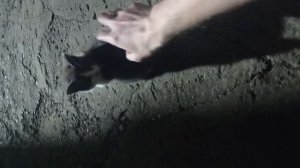 Кот Стёпка. И Кошка. И Её Котята!