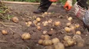 ПРОВОЛОЧНИК СБЕЖИТ С УЧАСТКА ,ЕСЛИ ОСЕНЬЮ СДЕЛАТЬ ТАК