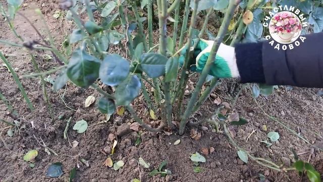ОБРЕЗКА ЧАЙНО-ГИБРИДНЫХ И СРЕЗОЧНЫХ СОРТОВ РОЗ. ОБРЕЗ?