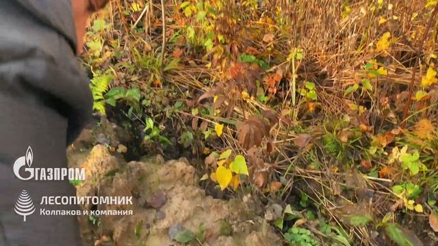 Проект искусственного компенсационного лесовосстано смотреть онлайн