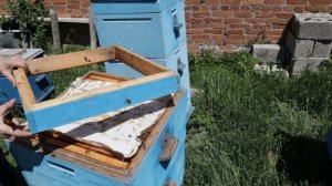Когда качать мёд и как строят вощину при взятке, обраб?