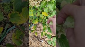 Обрезка метельчатых гортензий. #гортензии#осенняяобр?