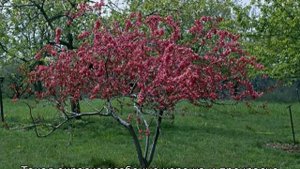 Яблоня Роялти