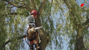 Как я стал зарабатывать на спиле старых деревьев