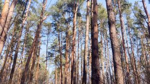 #Сосны 🌲 и #лес 🌲 весной и в летний период - #хвойные д?