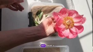 🌺🌸 СЕКРЕТНЫЙ МЕТОД: КАК ЗАСУШИТЬ ЦВЕТЫ С СОХРАНЕНИЕ?