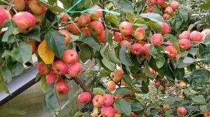 РАЙСКИЕ ЯБЛОЧКИ