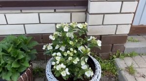 Какие цветы выгодно продавать в 2025 году.