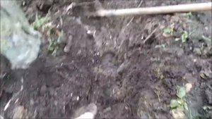 Как выкопать яблоню