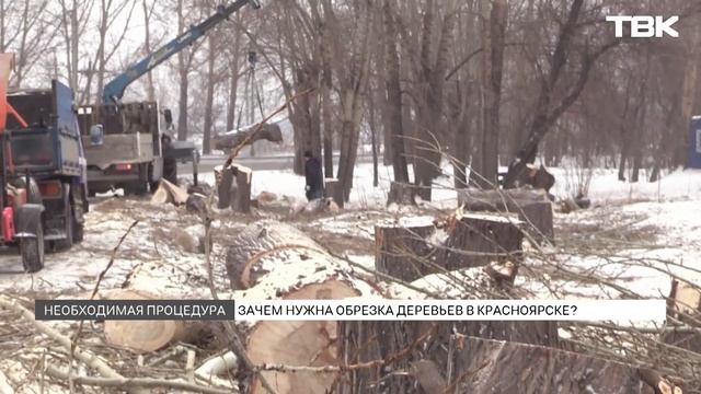 Зачем в Красноярске обрезают деревья? смотреть онлайн