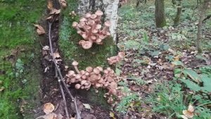 Поохотился на опят и лисичек. И  чутка прошвырнулся с МД по лесу.