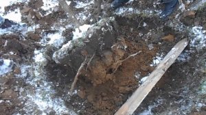 Пересадка семилетней яблони в ноябре.