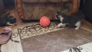 VID_20250901_145434.mp4