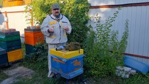 Срочное лечение варроатоза пчел в экстренных случаях.