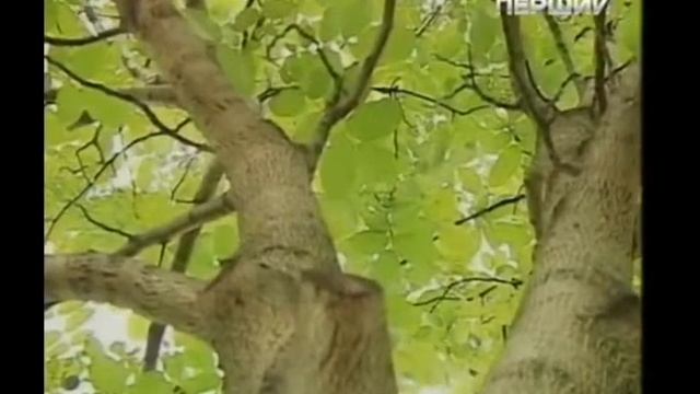 Грецкий орех - полезная информация. Канал "Перший Наці? смотреть онлайн