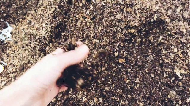 ЛОХИНА! ПОСАДКА КОРОТКО І ЯСНО! розкажу за три хвилини! смотреть онлайн