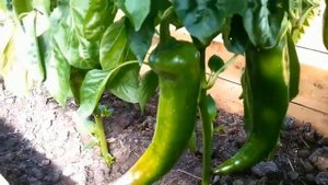УХОД ЗА СЛАДКИМ ПЕРЦЕМ ЧТОБЫ СОБРАТЬ БОГАТЫЙ УРОЖАЙ.