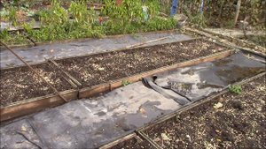 Сидераты и умные грядки.  Посев сидератов осенью. Плод?