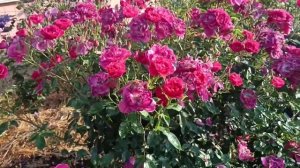 Красуня Лаока (Laoca), дорослий кущ