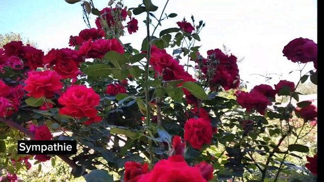 Виткі троянди Kordes (Sympathie , Flammentanz, Rosarium Uetersen)@TroyandiOleksandri смотреть онлайн