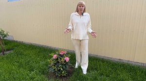 Рододендрон - описание сортов, посадка и уход.
