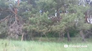 Проверка ловушек на пчёл, второй маршрут 2025