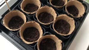 Через сколько всходят семена перца