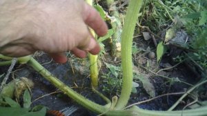 Полив основного корня тыквы сорта "Голиаф"