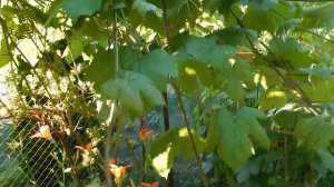 Фиолетовый ранний воронежский, цветение.