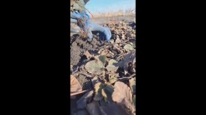 Как узнать, жива ли клубника после зимы? Признаки и про