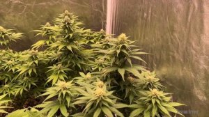 Сезон 8 |  От семечки до шишки |  Выращивание марихуаны Ф