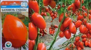 Ради Этих Сортов Томатов Обошла Все Магазины! ЛУЧШИЕ Т