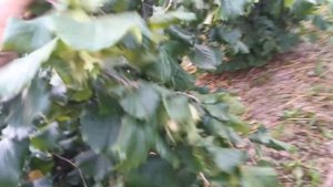 Фундук сортів Тонда Бігліні та Тонда Джентіле делле Л?