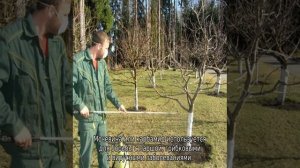 Когда и чем опрыскивать плодовые деревья и кустарники