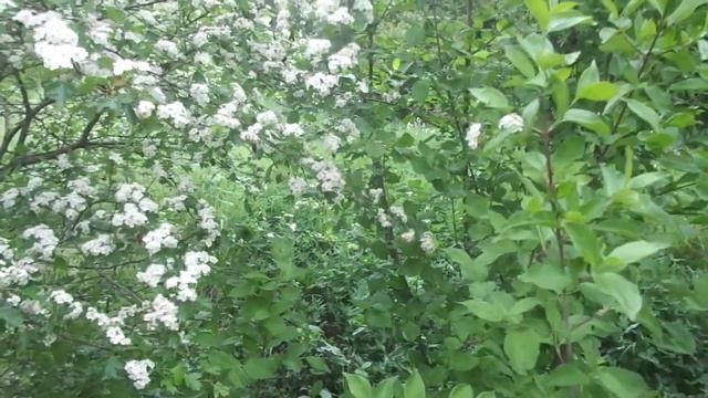 Барыня против никтурии (ночные, частые позывы в ту...). И смотреть онлайн