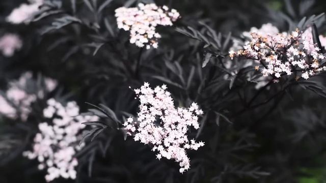 ОБЗОР САДА. июль 2025 смотреть онлайн