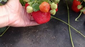 ТАЛИЯ. Долгожданная НОВИНКА. Стоит ли сажать?