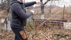 Обрезка заросшего куста винограда.