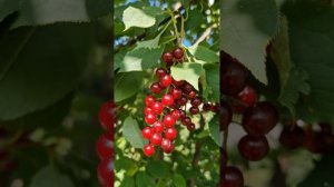 Черемуха вергинская. Польза и вред. #сорт #садоводниче?