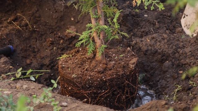 Не сажайте хвойные, пока не посмотрите это видео! Как в смотреть онлайн