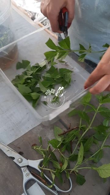 Зеленое черенкование гортензии.  Июнь 2024 Алтайский кр? смотреть онлайн