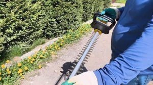 Живая изгородь своими руками, советы по посадке и уход