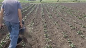 Окучивание картофеля на грунтозацепах