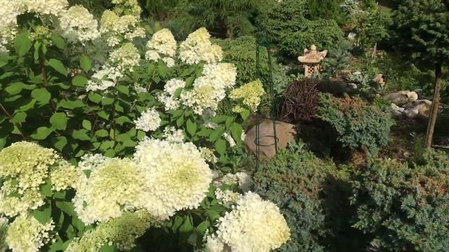 Хвойный Сад Надежды 9.08.25. Не только хвойные смотреть онлайн